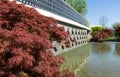 Graceful Acer Palmatum Dissectum with red leaves on decorative wall with fountain in Japanese courtyard in City park Krasnodar.