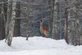 Graceful Adult Female Red Deer On A Snow Hill. European Wildlife Landscape With Deer Cervus Elaphus . Portrait Of Lonely Deer Royalty Free Stock Photo