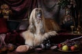 Graceful Afghan hound dog in the Arab interior Royalty Free Stock Photo