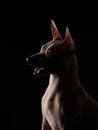 graceful American Hairless Terrier poses against a stark black backdrop Royalty Free Stock Photo