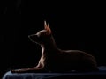 graceful American Hairless Terrier poses against a stark black backdrop Royalty Free Stock Photo