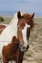 Graceful American Paint Horse portrait with brown and white coat Royalty Free Stock Photo