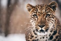 Graceful Amur leopard running in snowy terrain