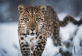 Graceful Amur leopard running in snowy terrain