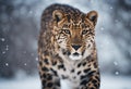 Graceful Amur leopard running in snowy terrain