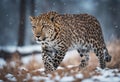 Graceful Amur leopard running in snowy terrain