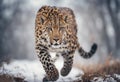 Graceful Amur leopard running in snowy terrain