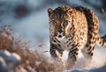 Graceful Amur leopard running in snowy terrain
