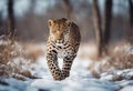 Graceful Amur leopard running in snowy terrain