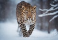 Graceful Amur leopard running in snowy terrain