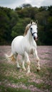 Graceful Andalusian horse displays elegance in flower filled field