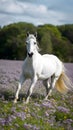 Graceful Andalusian horse displays elegance in flower filled field