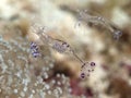 Graceful Anemone Shrimp Royalty Free Stock Photo