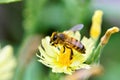 A graceful Anthophila bee working on the yellow flower of lactuca canadensis Royalty Free Stock Photo