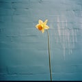 Graceful Balance: Blurry Analog Photograph Of A Daffodil Against A Blue Wall Royalty Free Stock Photo