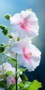 Graceful Balance: Exotic White Flowers On Green Background