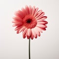 Graceful Balance: Pink Gerbera Flower In Dan Witz Style
