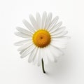 Graceful Balance: A White Daisy In The Style Of Patricia Piccinini