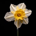 Graceful Balance: Yellow And White Daffodil In Large Format Lens Style