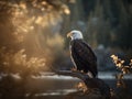 Graceful Bald Eagle Watching Over Yellowstone River