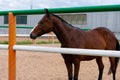 Graceful bay suit horse is standing inside of paddock. Breeding animals