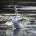 Graceful beautiful mute swan cygnus olor stretches it`s wings on