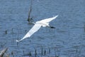 Beautiful White Egret gliding over lake Royalty Free Stock Photo