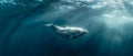Graceful Beluga\'s Underwater Ballet in Sunlit Depths. Concept Marine Ballet, Beluga Whales, Sunlit