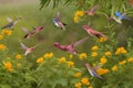Graceful Bird Family in Wildflower Garden Nature\'s Flight Symphony