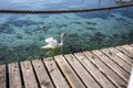 Graceful birds swimming in the crystal-clear waters of Lake Garda Royalty Free Stock Photo
