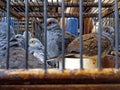 Graceful birds, turtledoves in cages for sale at the animal market. Royalty Free Stock Photo