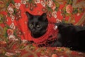 A graceful black cat lies on a scarf in the Russian style with a red necklace