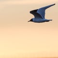 Graceful Black Headed Gull in flight