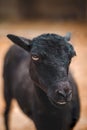 Graceful black sheep posing for the camera. Farm animal. Close-up photo