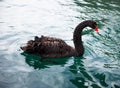 Graceful black swan