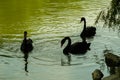 A graceful black swan floating on a lake. A black swan reflected in the water.