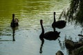 A graceful black swan floating on a lake. A black swan reflected in the water.