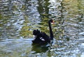 Graceful black Swan floating on water selective