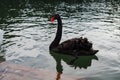 A graceful black swan with a red beak floating on a lake. A black swan reflected in the water. Beautiful black swan in