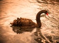 Graceful black swan tonned