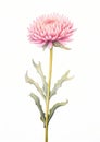 Graceful Blooms: A Parchment of Pink Chrysanthemums, Tulips, and