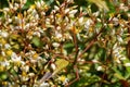 Graceful blossom of Sacred bamboo tree Nandina domestica. Heavenly Bamboo or Nanten with buds and flowers in summer Sochi Royalty Free Stock Photo