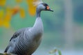 Graceful blue goose stands proudly with stunning plumage on display Royalty Free Stock Photo