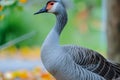 Graceful blue goose stands proudly with stunning plumage on display Royalty Free Stock Photo