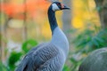 Graceful blue goose stands proudly with stunning plumage on display Royalty Free Stock Photo