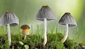 Beautiful Bonnet mushrooms in mossy forest