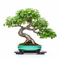 Graceful Bonsai Tree In Pot: A Stunning Display Of Traditional Craftsmanship