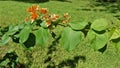 A graceful branch with green leaves and bright orange blossoms. Royalty Free Stock Photo