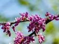 Graceful branches of blossom purple flowers Eastern Redbud, or Eastern Redbud Cercis canadensis in spring garden