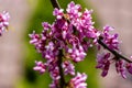 Graceful branches of blossom purple flowers Eastern Redbud, or Eastern Redbud Cercis canadensis in spring garden Royalty Free Stock Photo